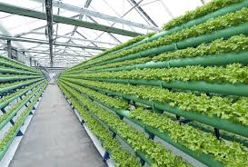 aquaponic farming