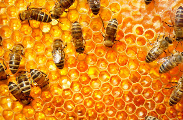 beekeeping farming