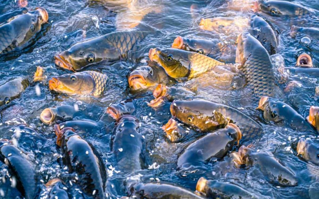 fish farming