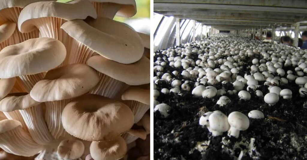 mushroom farming