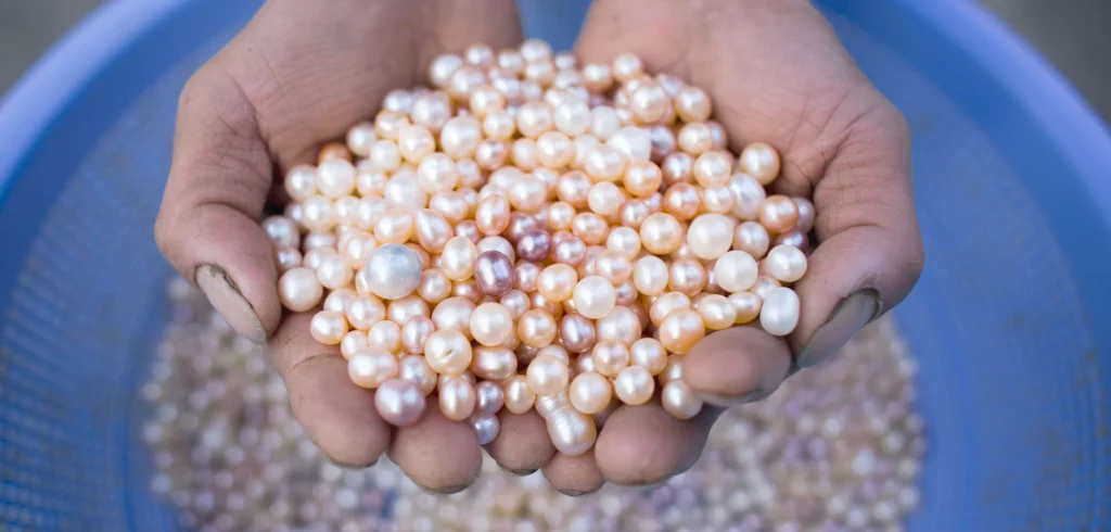 pearl farming
