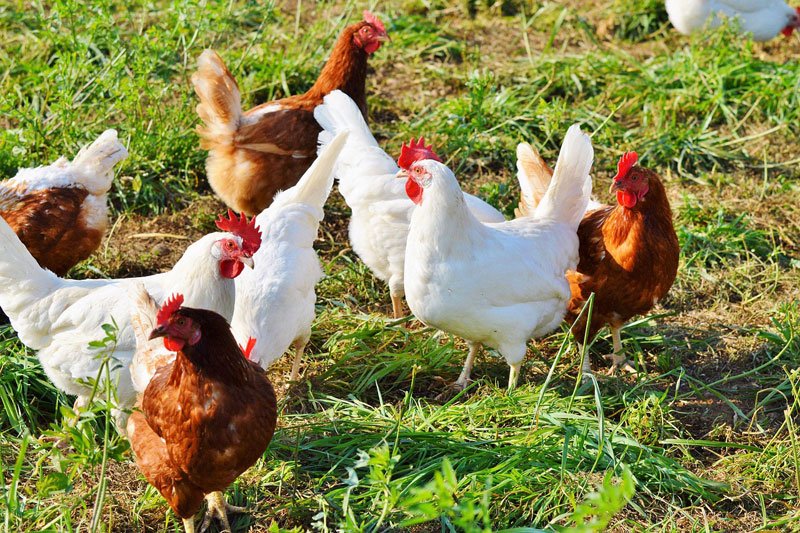 poultry farming