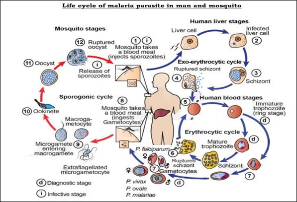 malaria life cycle 2026